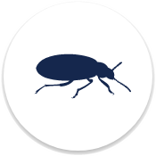 Bed Bug Control