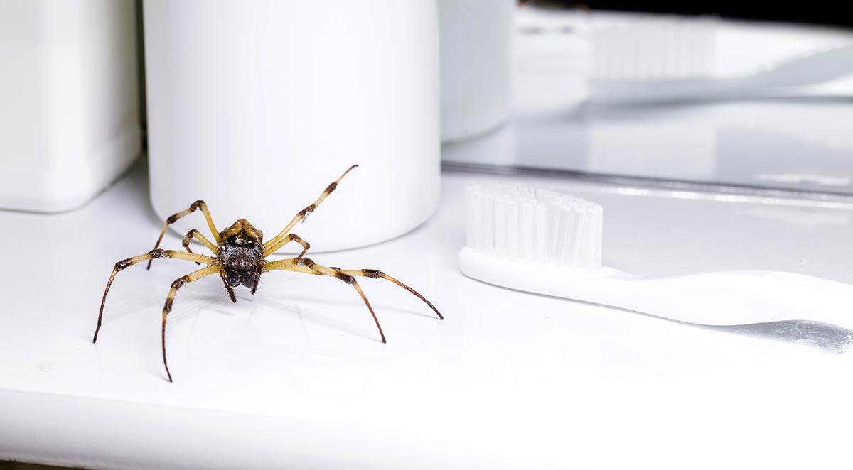Common Spiders in North Carolina and When They Come Inside