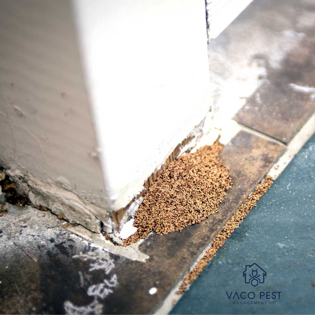Termite frass is a sign of a termite infestation.