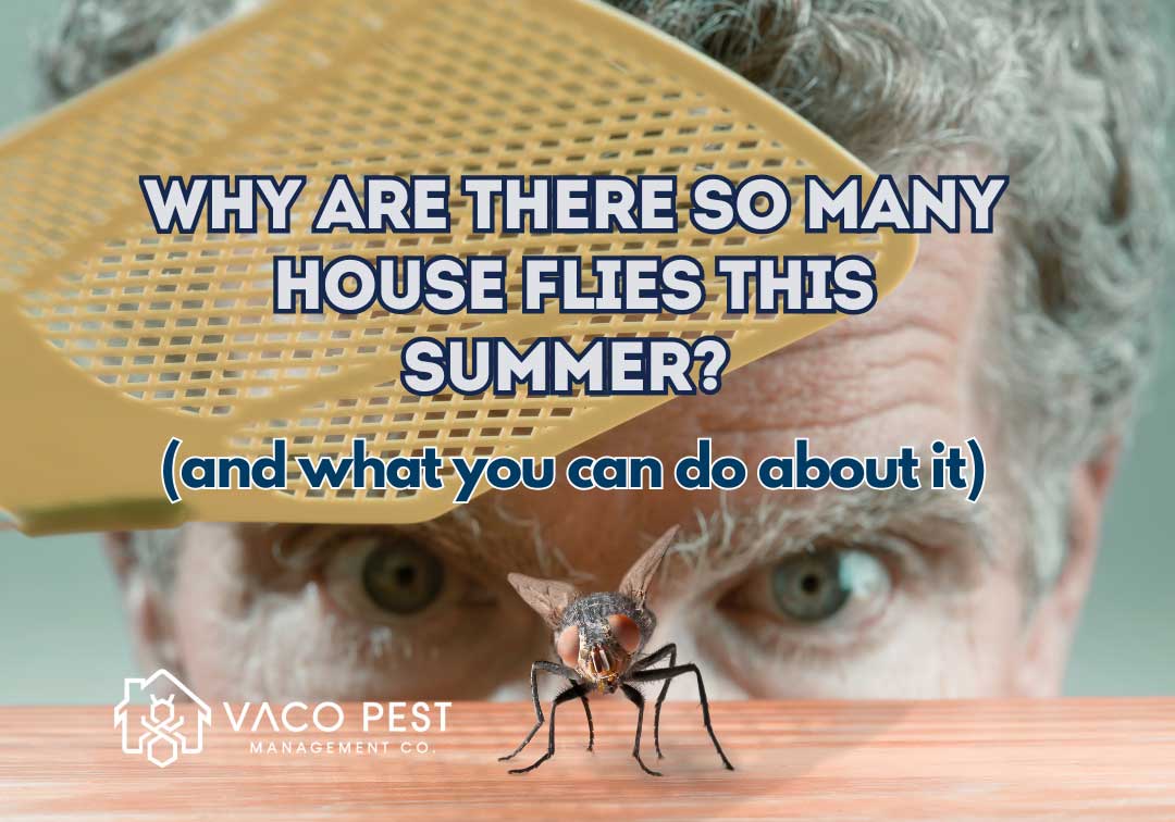Why Are There So Many House Flies This Summer?