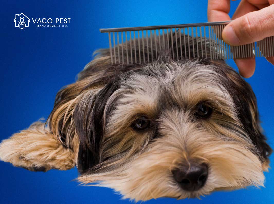 2ca517_1a6616a595a94f9aac4bc78088a5252f~mv2 image Regularly groom your pets to check for and remove any fleas or ticks present on their fur.