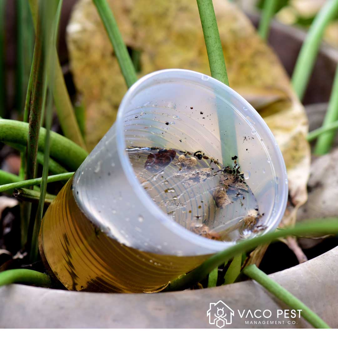 Eliminate standing water is an important mosquito control method.