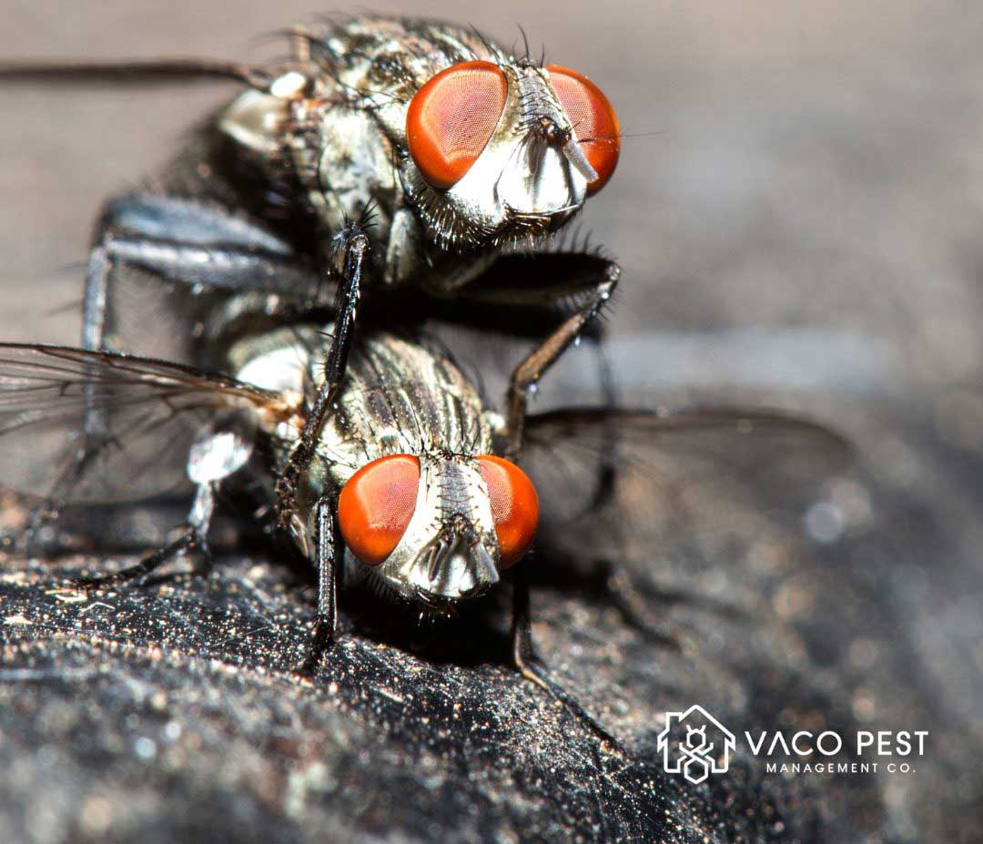 Flies can lay over 500 eggs at a time.