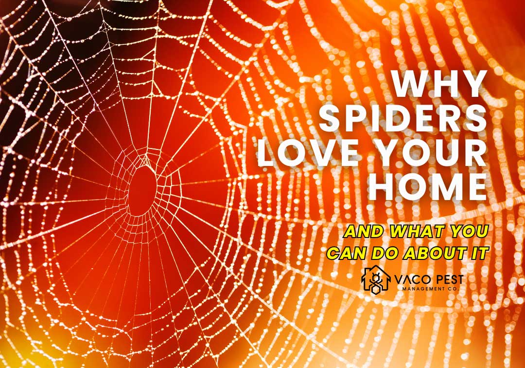 Why Spiders Love Your Home