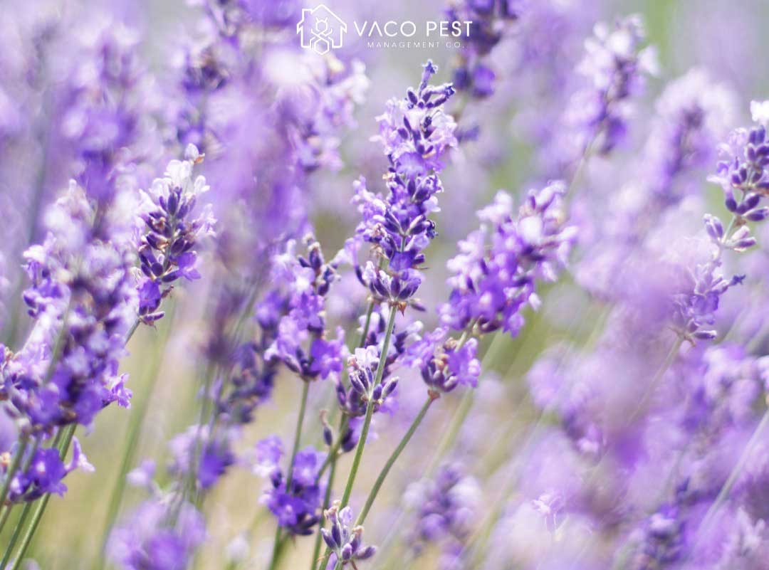 Effective Plant Bug Repellents for a Pest-Free Yard