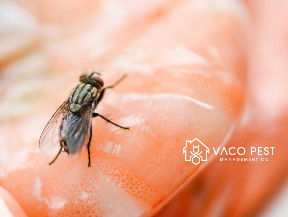 Are house flies dangerous?