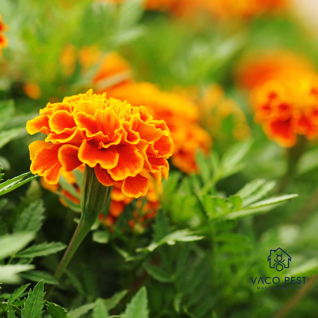 Incorporating other mosquito-repelling plants such as marigolds, rosemary, and mint into your outdoor spaces helps with repelling unwanted insects. 