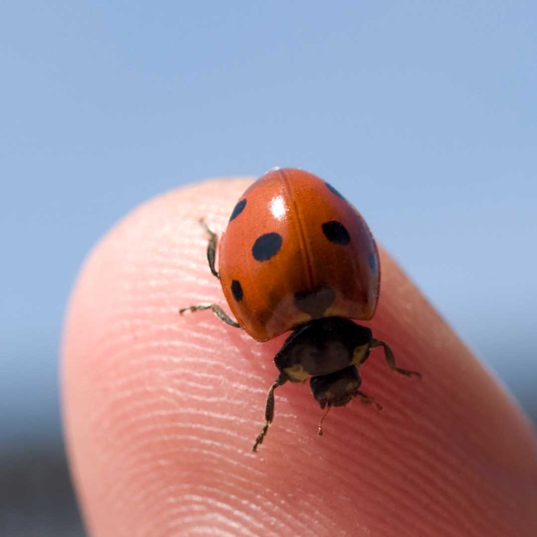 2ca517_4bba2a951f99435fbe9ec89a7e2f0158~mv2 image ladybugs are voracious predators of aphids, while nematodes can control populations of soil-dwelling pests like grubs and larvae.