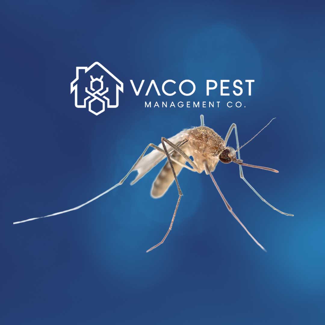 2ca517_4cd20d42725343f598168a813498cf67~mv2 image Effective mosquito control in Virginia and North Carolina