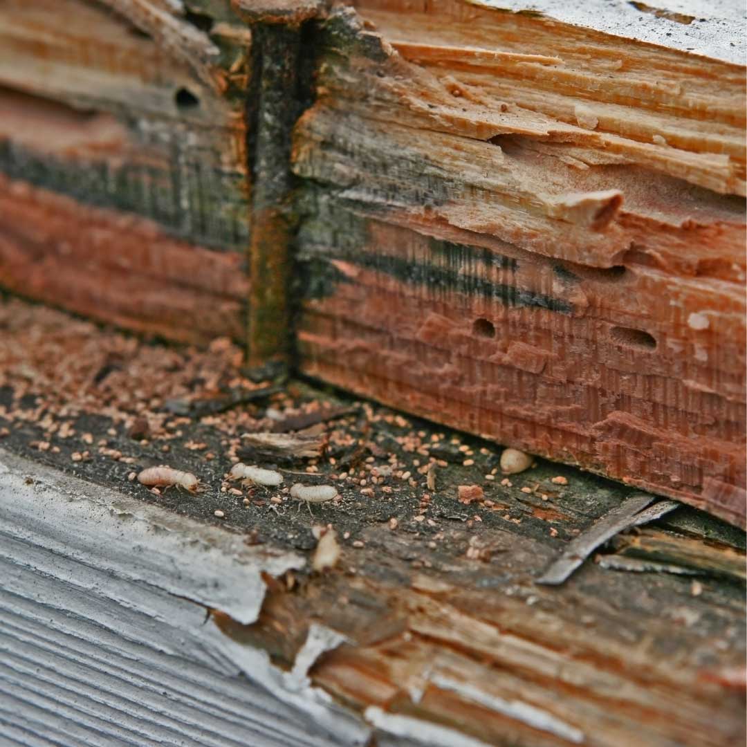 Wood damage caused by termites.