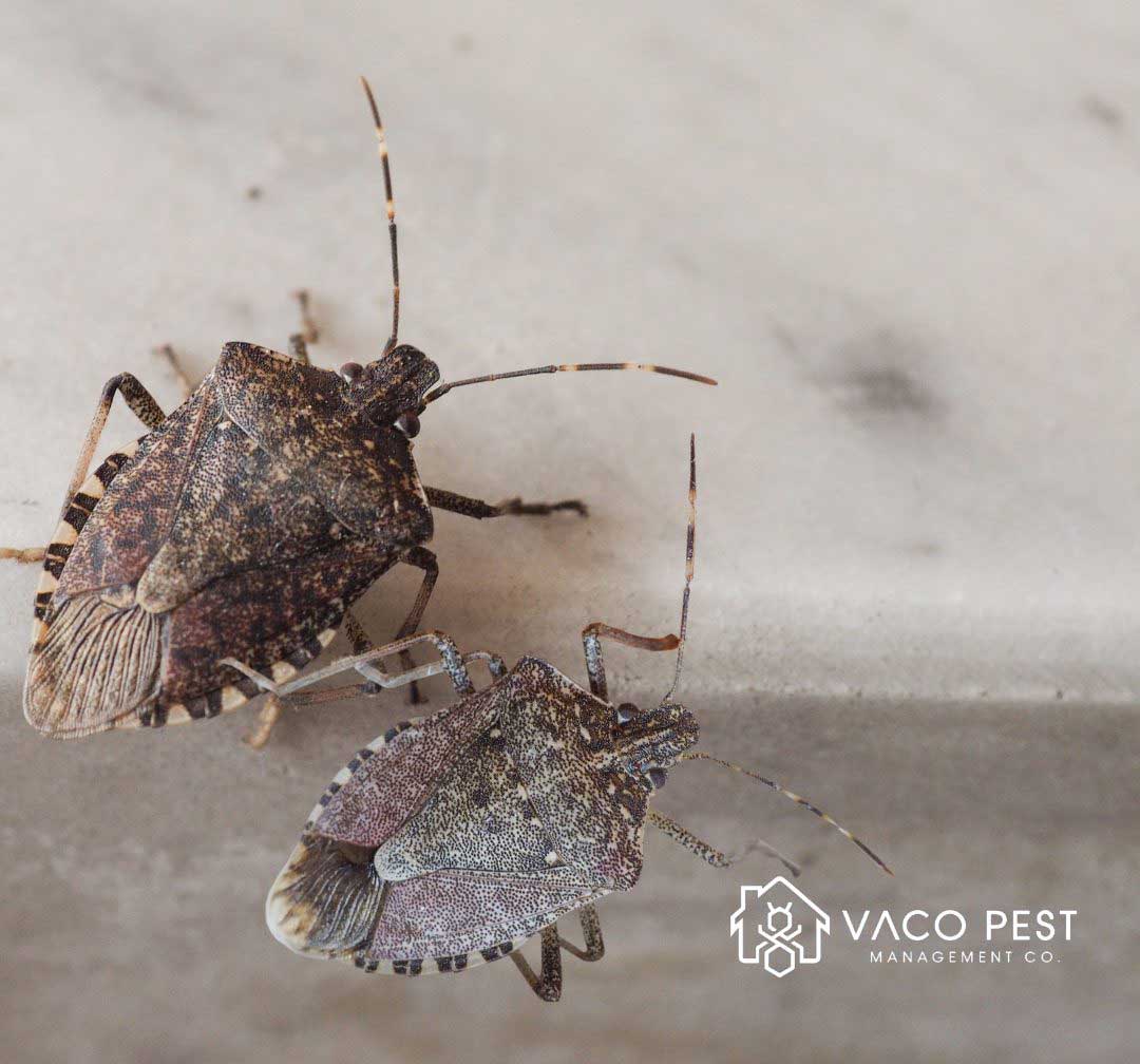 Stink bugs release a foul odor when threatened