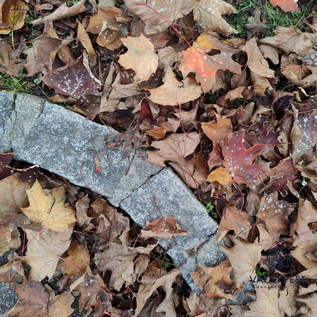 Leaf litter can attract various pests, such as insects and rodents, which may take up residence in your yard.