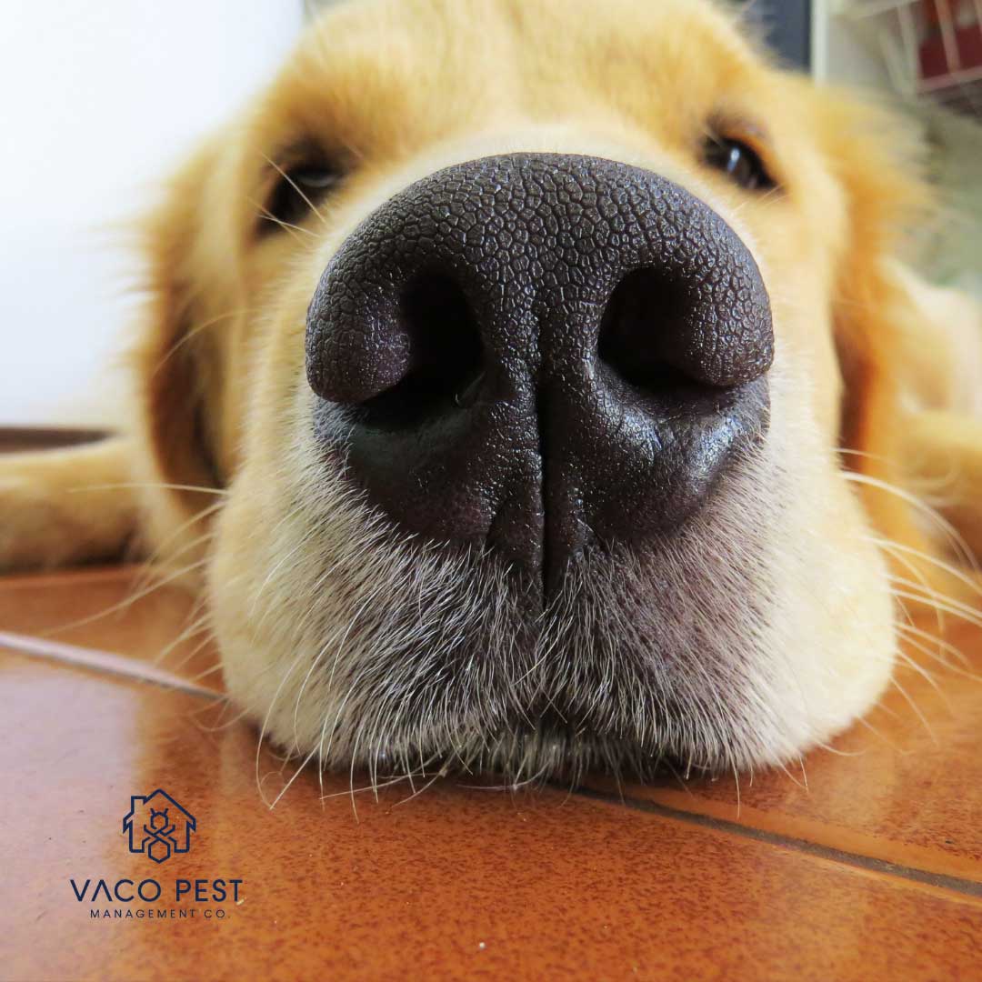 Pet friendly pest prevention.