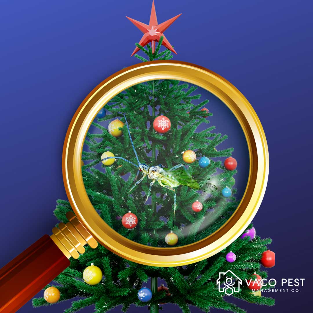Inspect Christmas Trees before brining it inside.