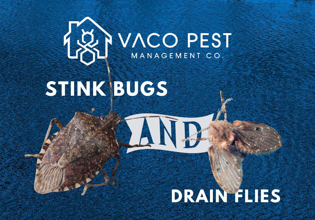 How to Handle Stink Bugs and Drain Flies