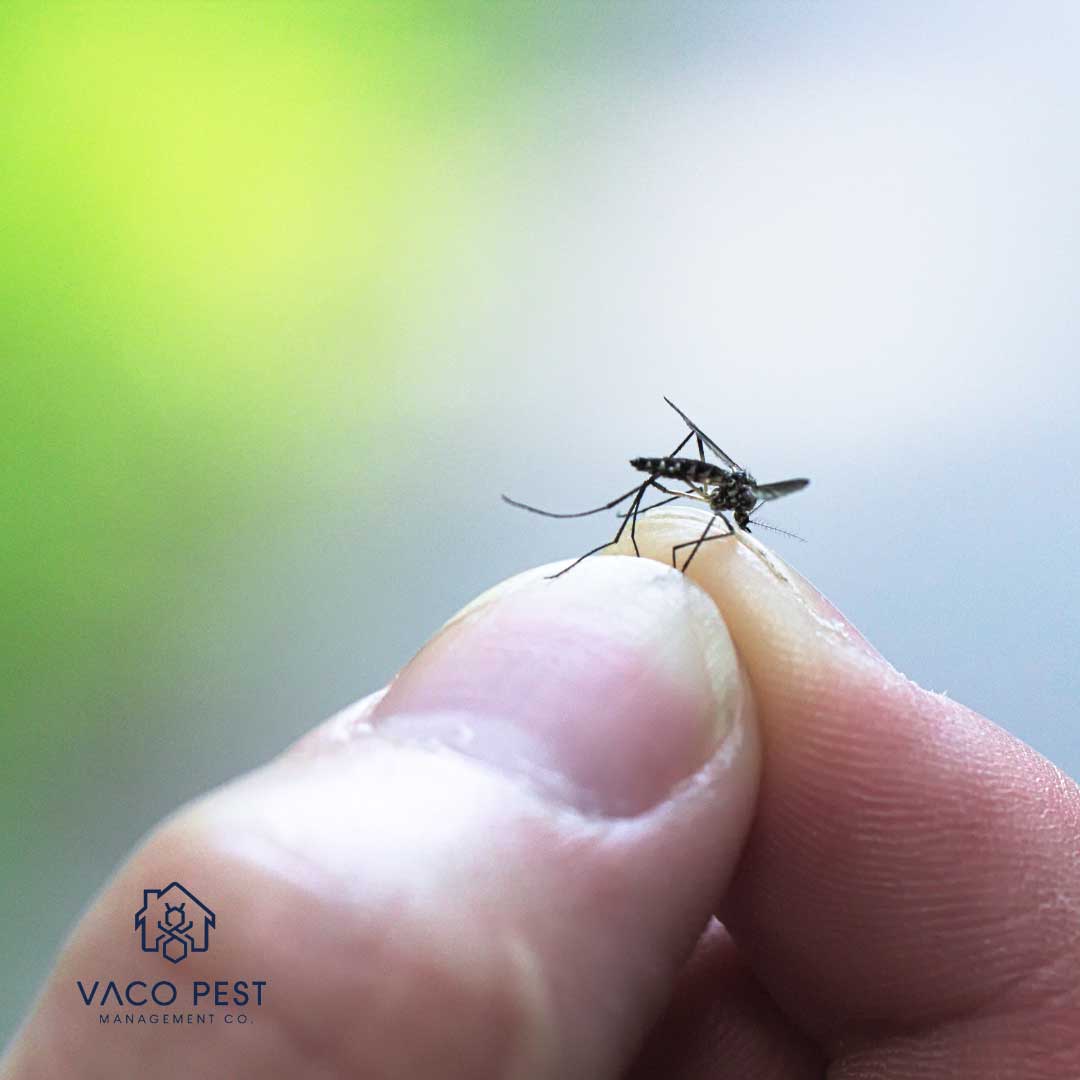 2ca517_e0649e85ed9445639777fc0770a1d6fd~mv2 image Mosquito-Borne Diseases in NC & VA: What Families Need to Know