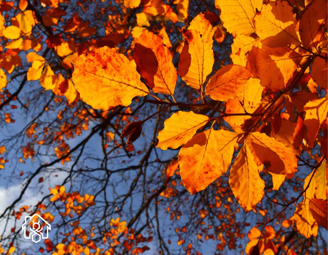 Why Fall Infestations Are Different