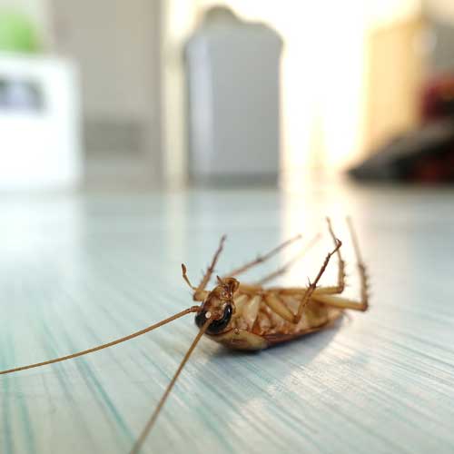 Why Do I Have Cockroaches?