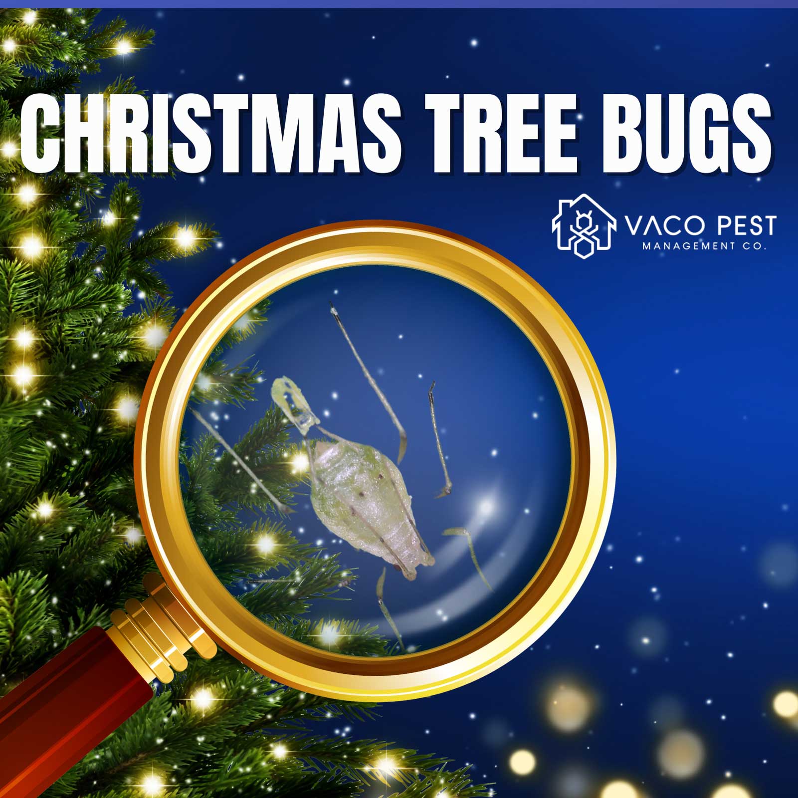 2ca517_f874b2d9a738403ba50cb4589c78ce36~mv2 image Close-up image of an aphid on a Christmas tree, highlighting the potential pest issue. Trust Vaco Pest Management for effective solutions to keep your holiday season bug-free.