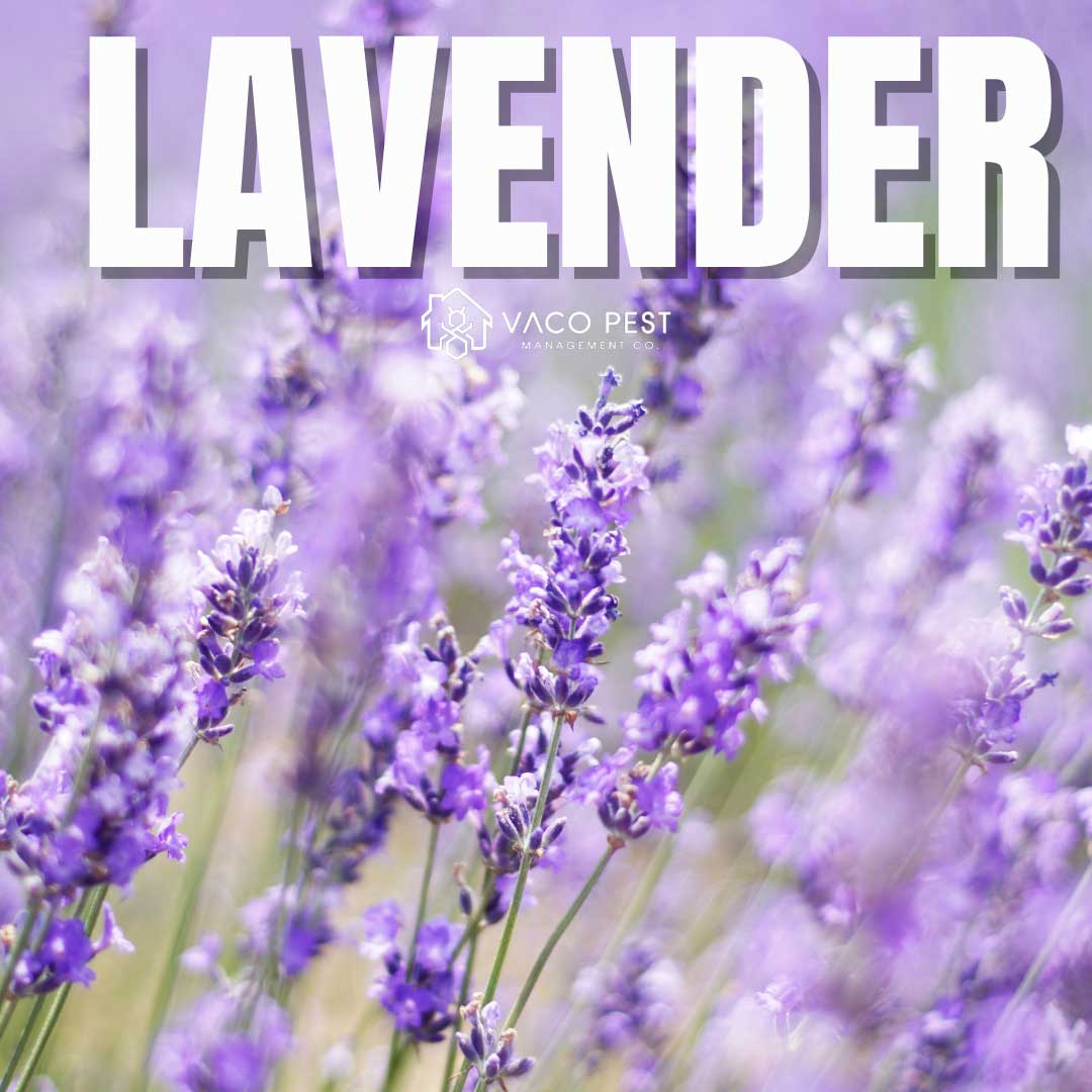  Among the most popular choices are citronella, lavender, and basil, each offering unique properties that help deter these pesky insects. 