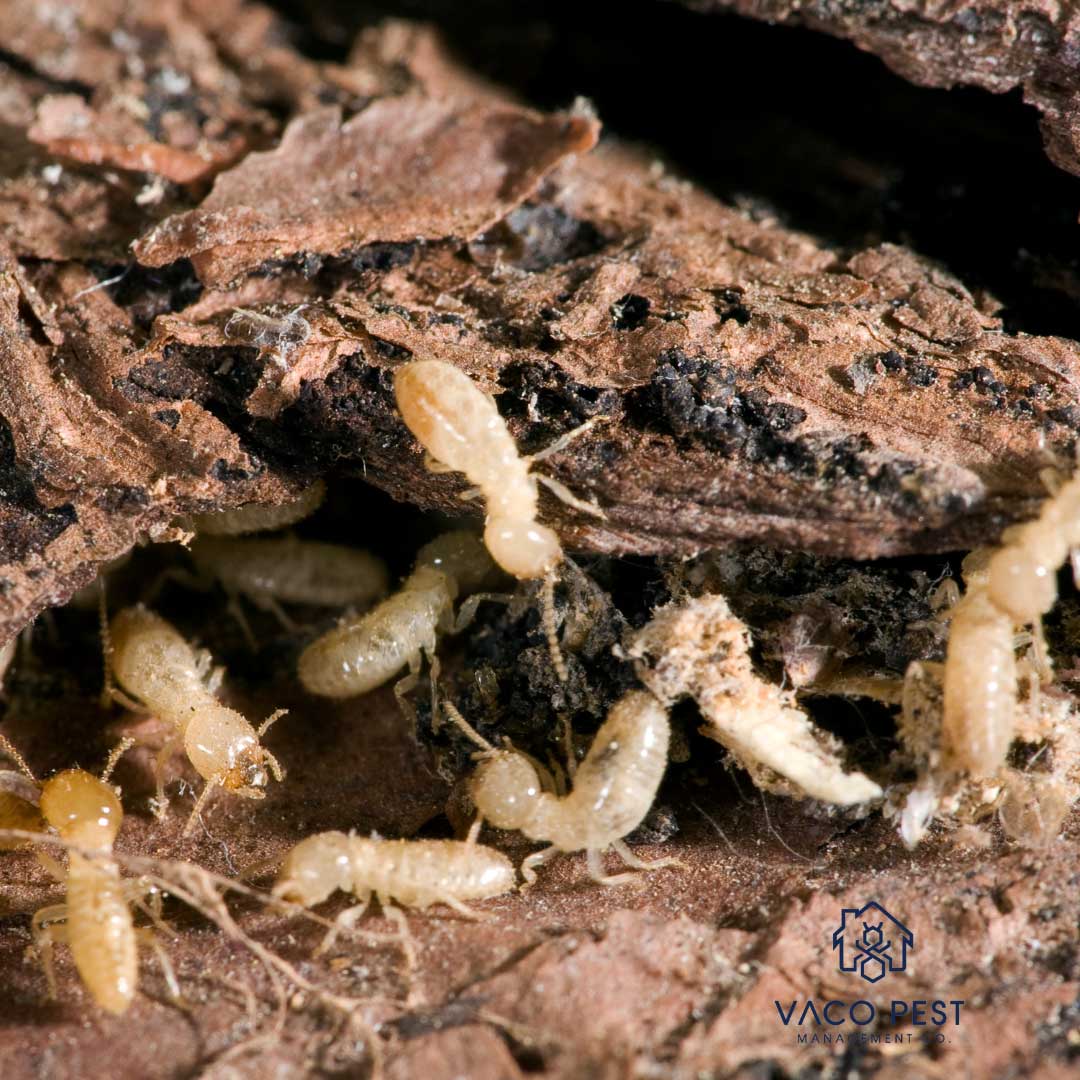 Termites in Virginia and North Carolina.