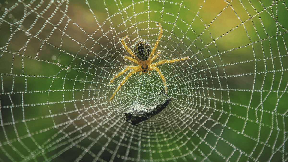 Petersburg, VA Pest Control