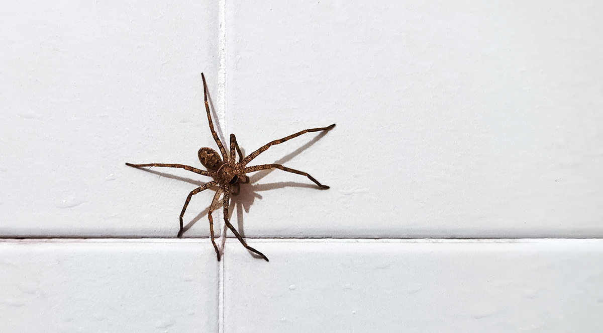 Spiders in Virginia: What Homeowners Should Know