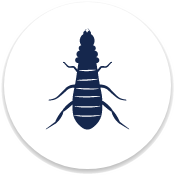 Termite Control