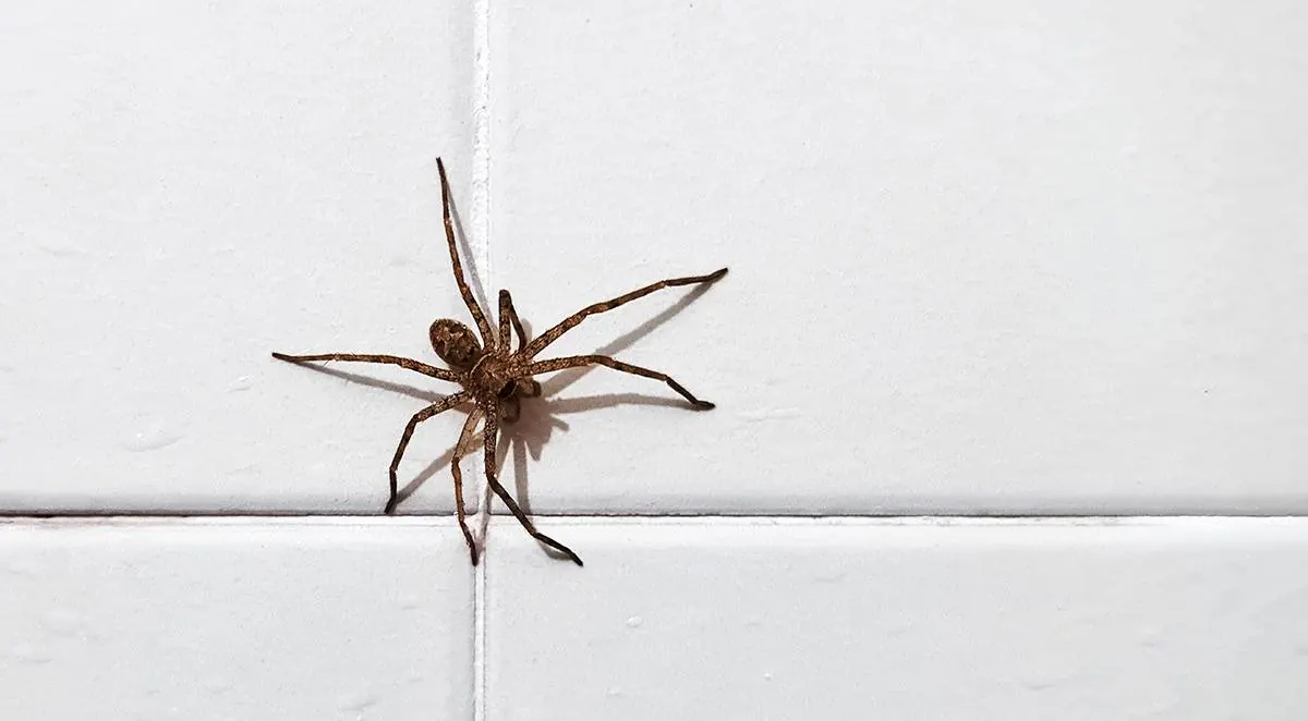 Spiders in Virginia: What Homeowners Should Know