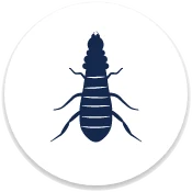 Termite Control